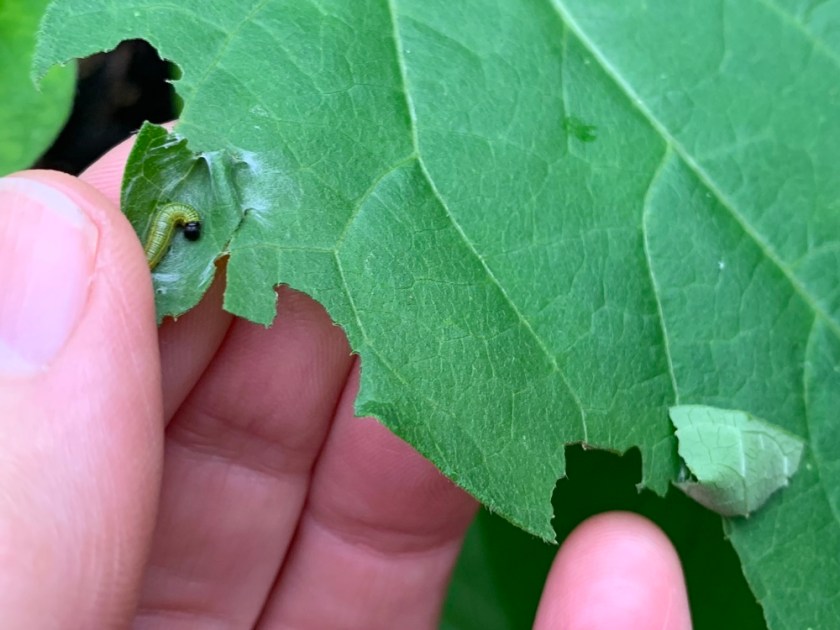 rolled leaves and worm