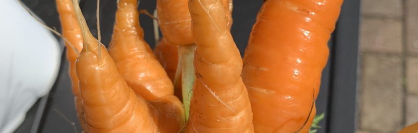 garden carrots
