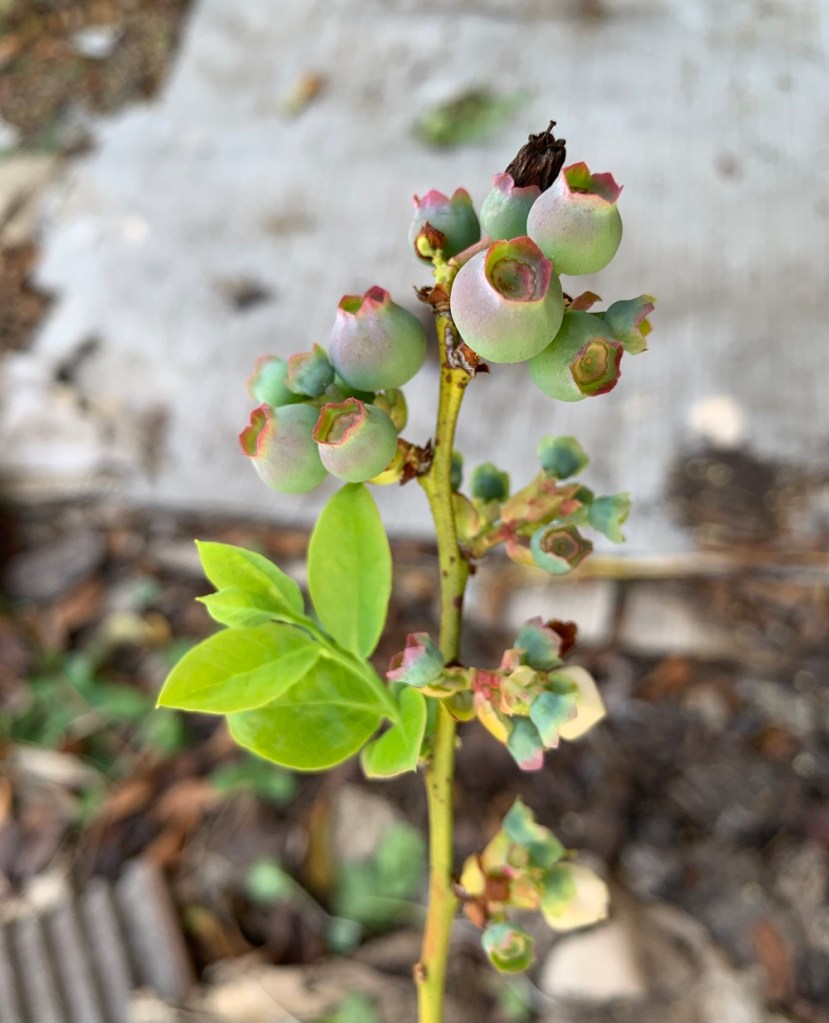 blueberries growing