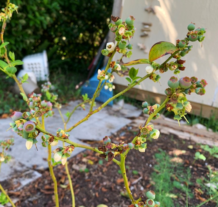 garden blueberry bush