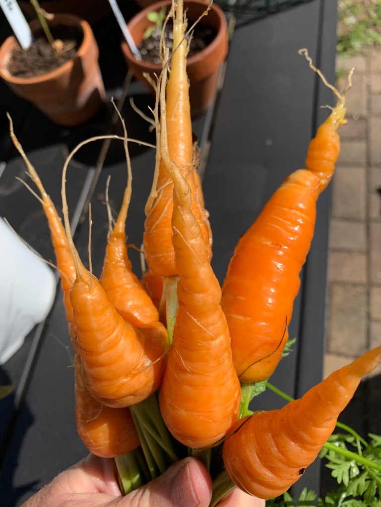 garden carrots