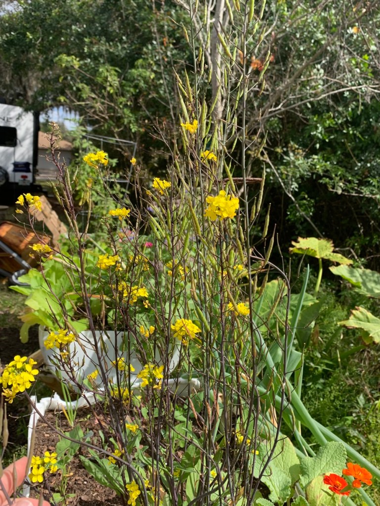 Hon Tsai flowering broccoli