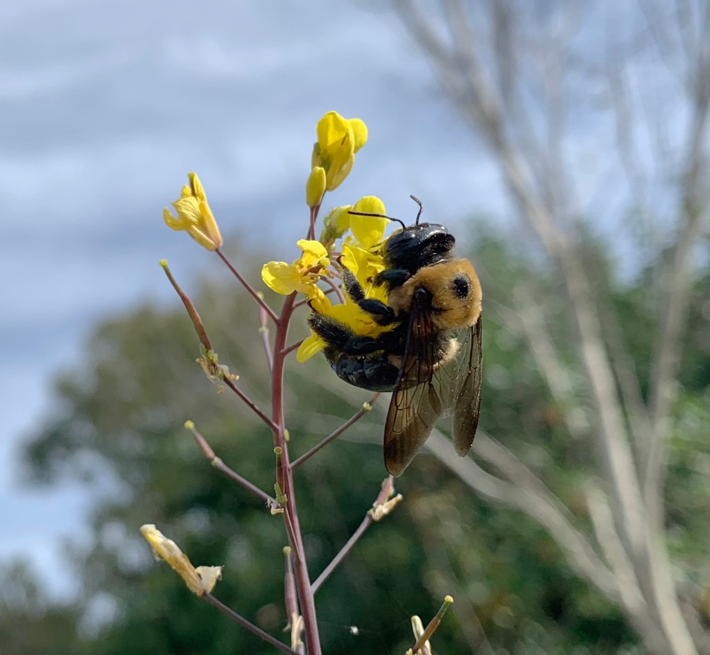 bee on yellow flowers