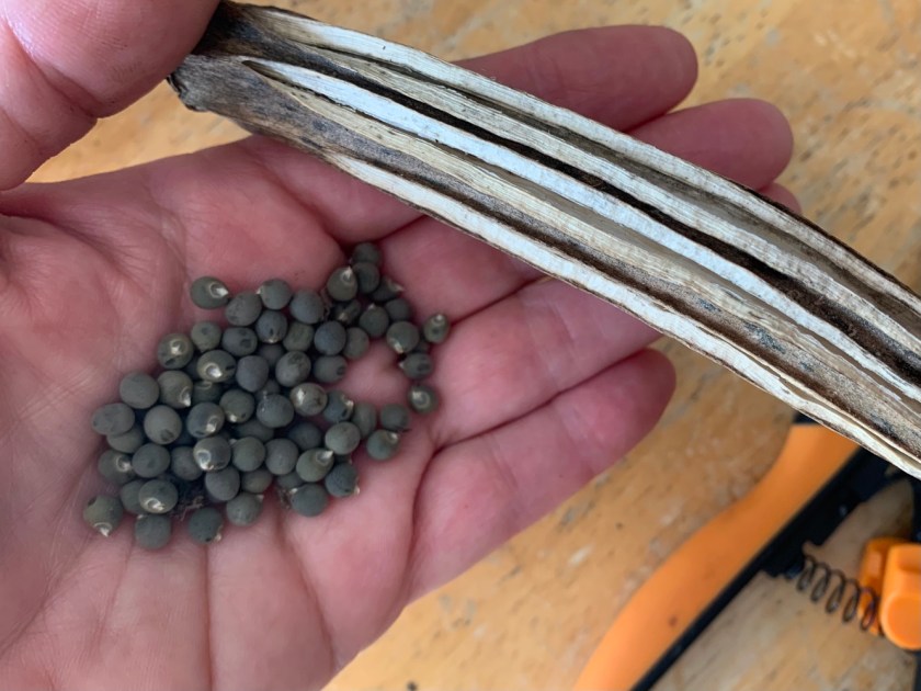 Okra dried pod and seeds