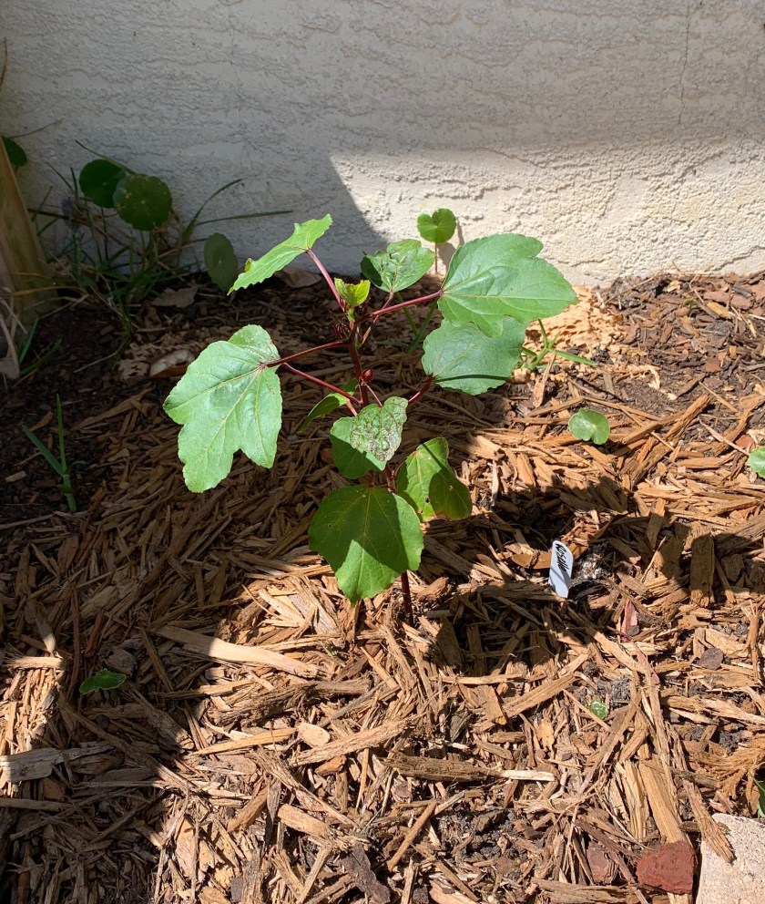 Roselle hibiscus plant