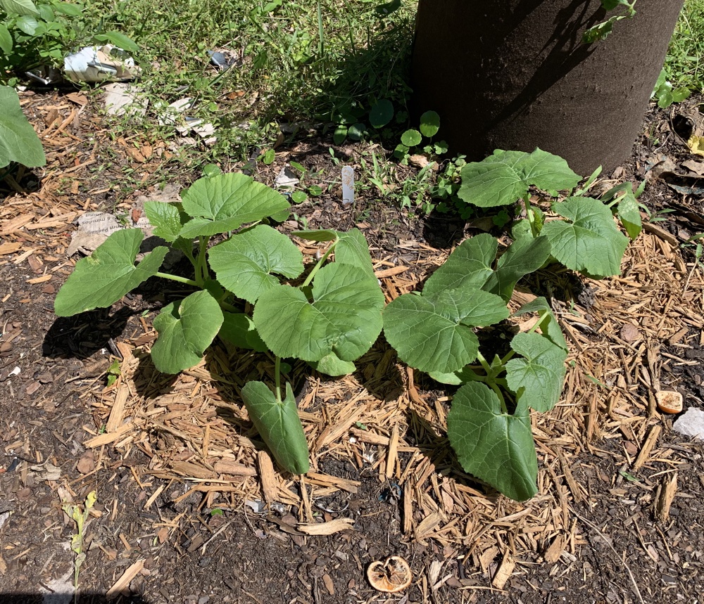 spaghetti squash leaves plants growing