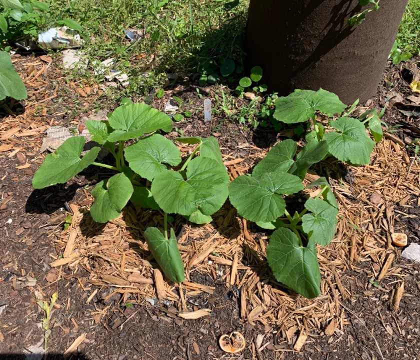 spaghetti squash leaves plants growing