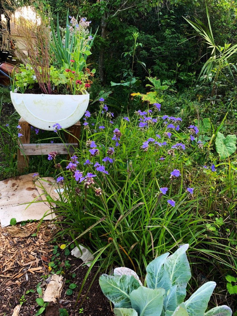 garden flowers spiderwort