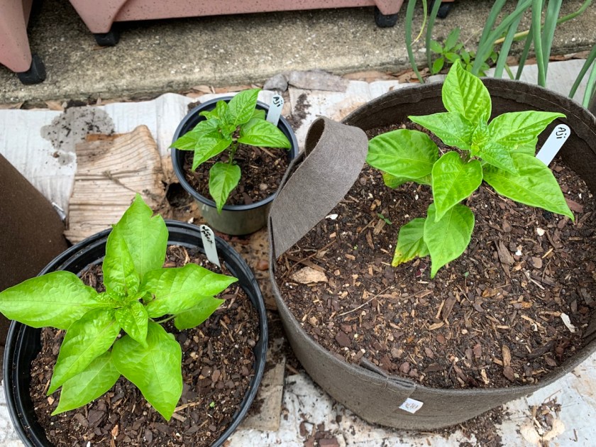Pepper plants in pots