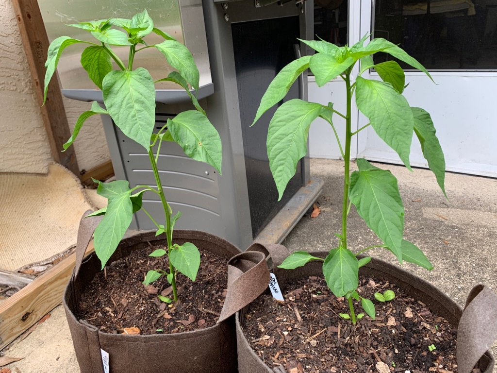 Ancho poblano pepper plants