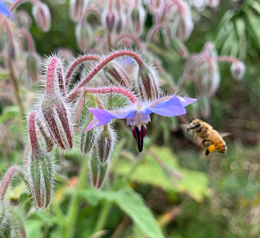 honey bee borage flower