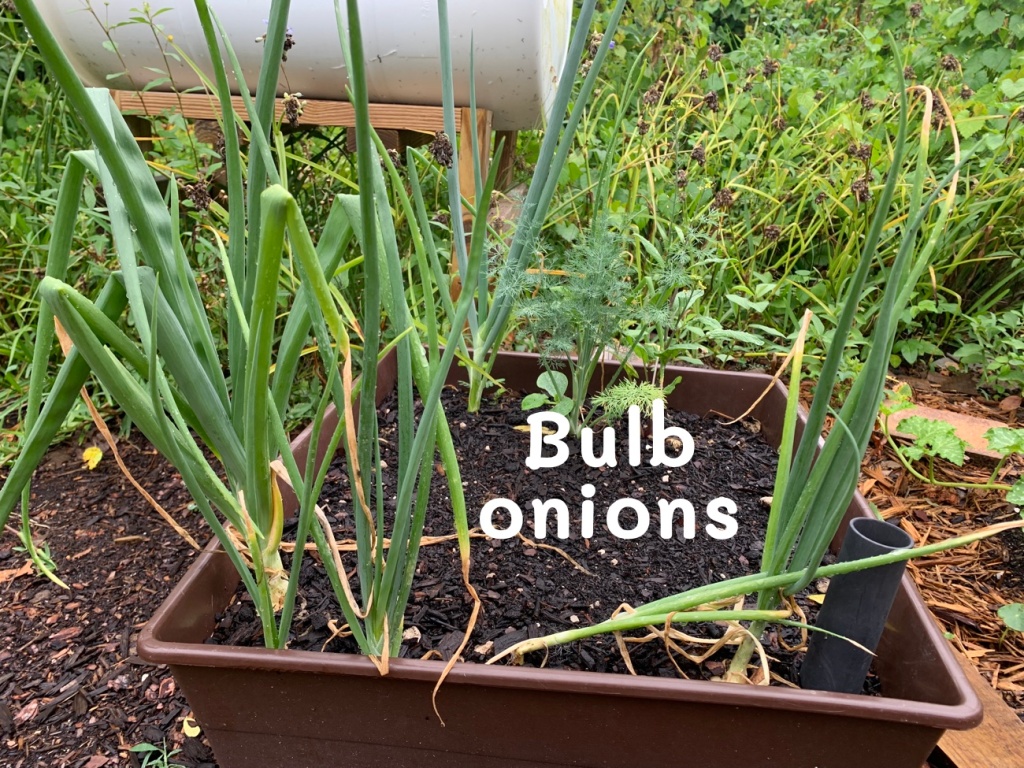 growing bulb onions