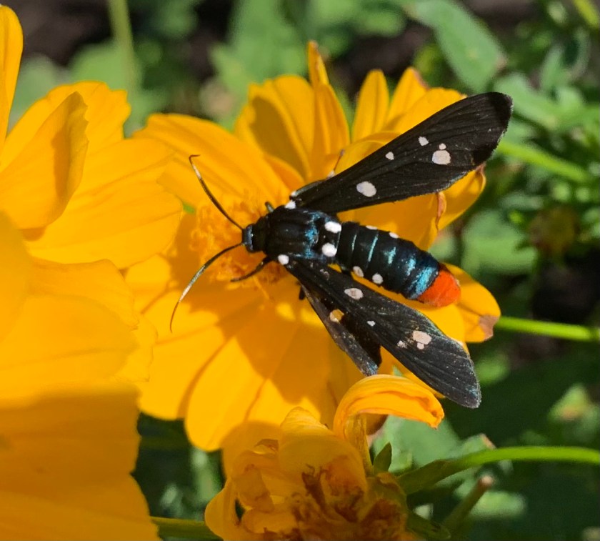 polka dot wasp moth