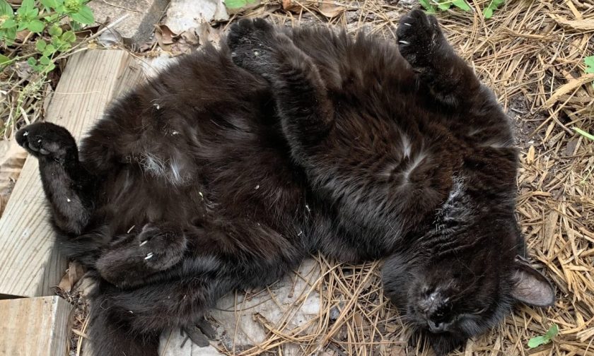 Skittle black cat on back