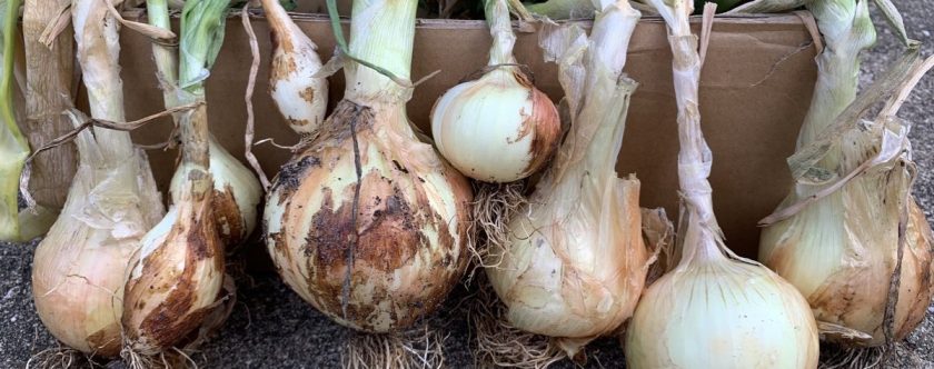 Texas Grano bulb onion crop