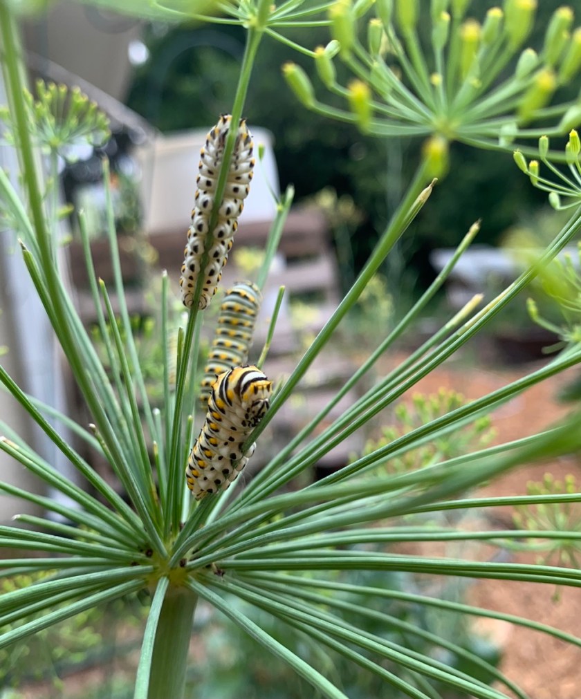 swallowtail caterpillars on dill flowers