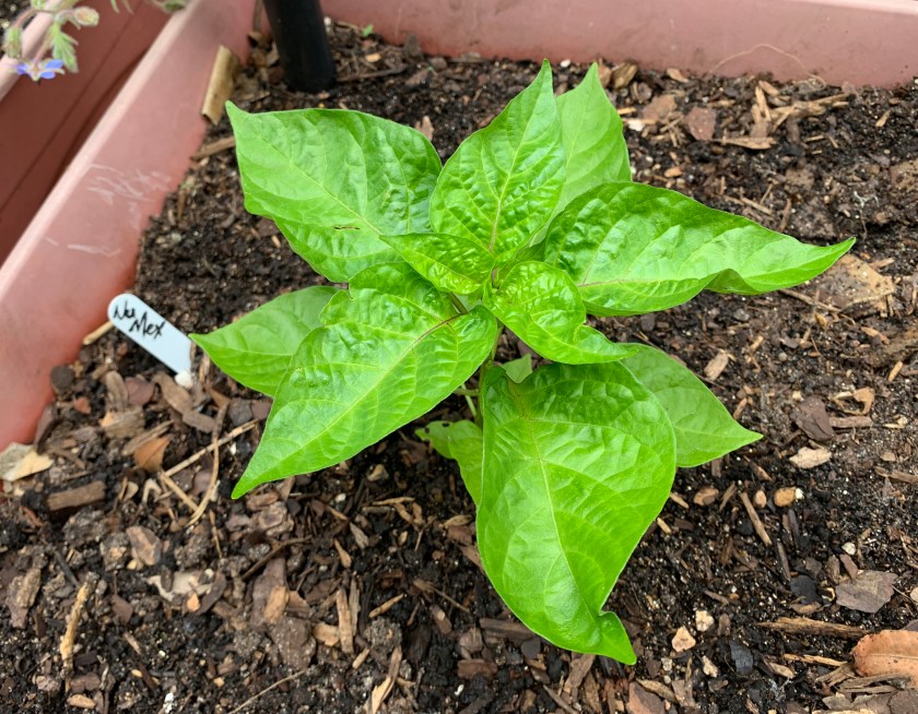 Suave NuMex pepper plant