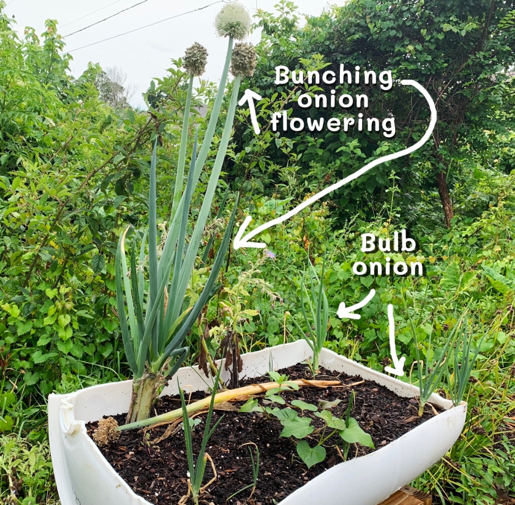 Tall bunching onions and bulb onions