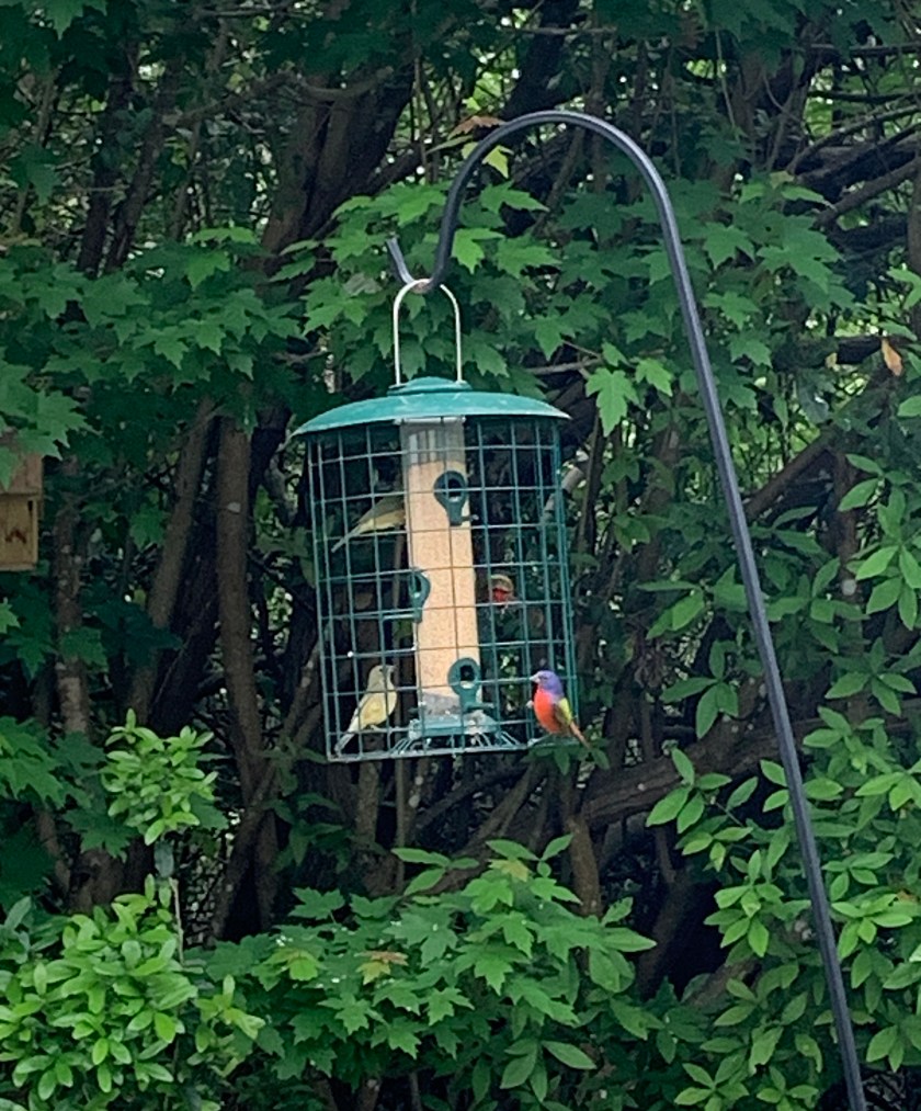 painted buntings at cage feeder