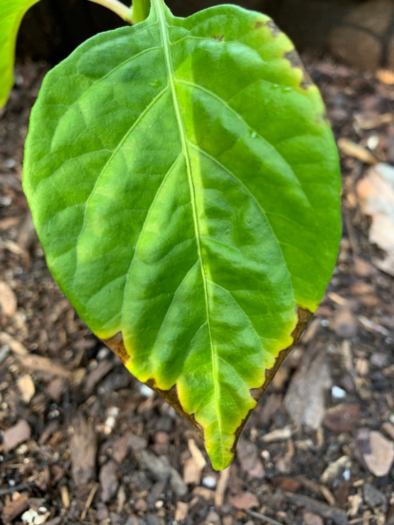 pepper leaf with brown edges