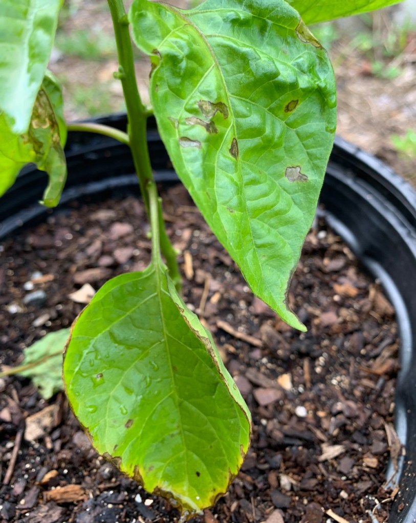 pepper leaves with brown spots