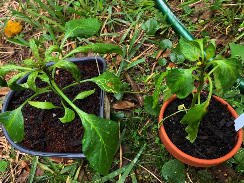 pepper plants from seed