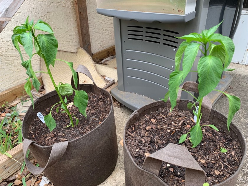 Ancho poblano pepper plants