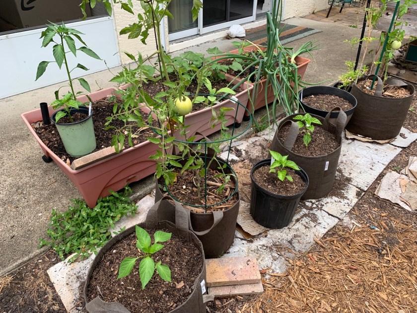 growing peppers in fabric bags