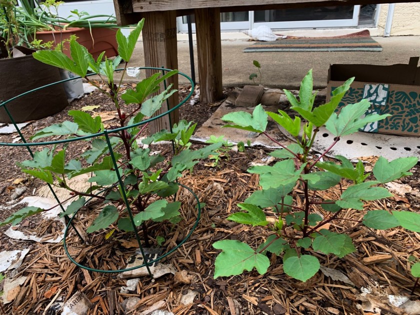 Roselle hibiscus plants