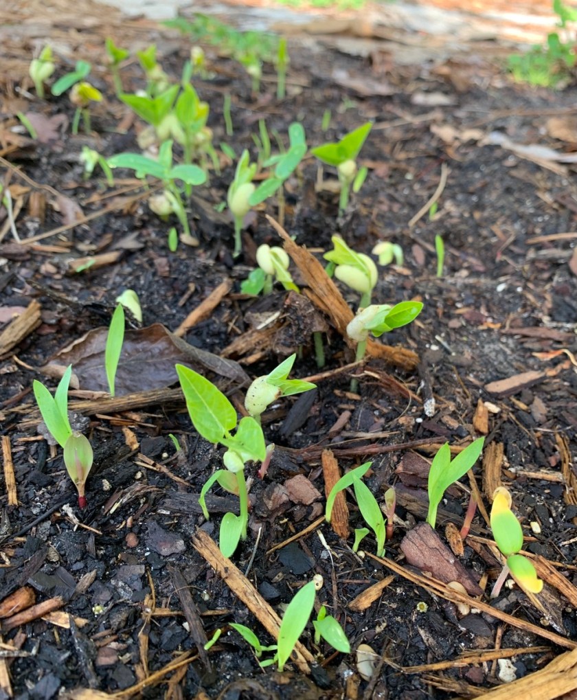 black eye peas growing