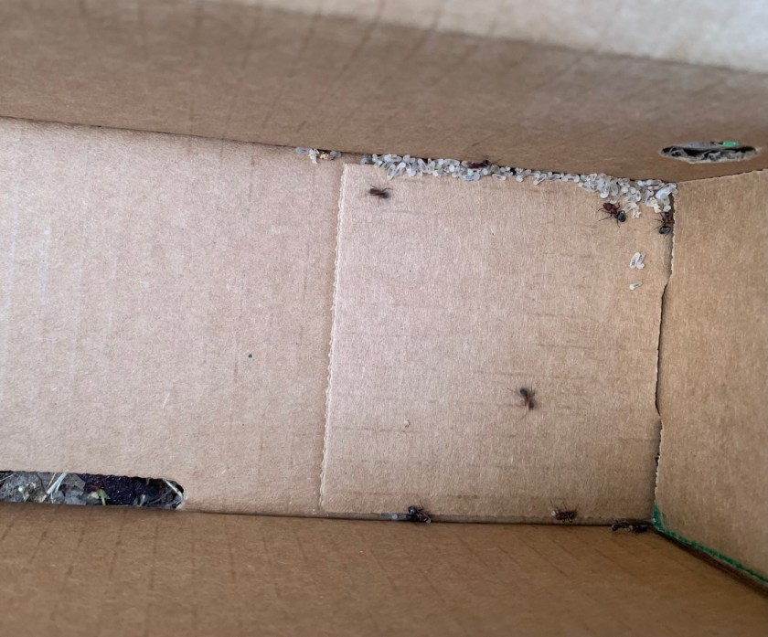 ants in box of sweet potato slips