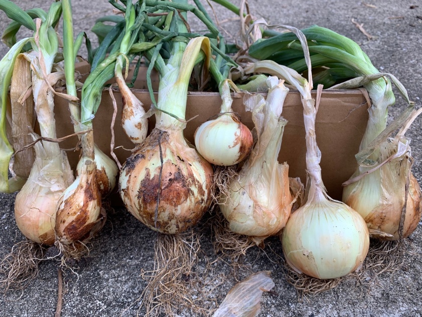 Texas Grano bulb onion crop