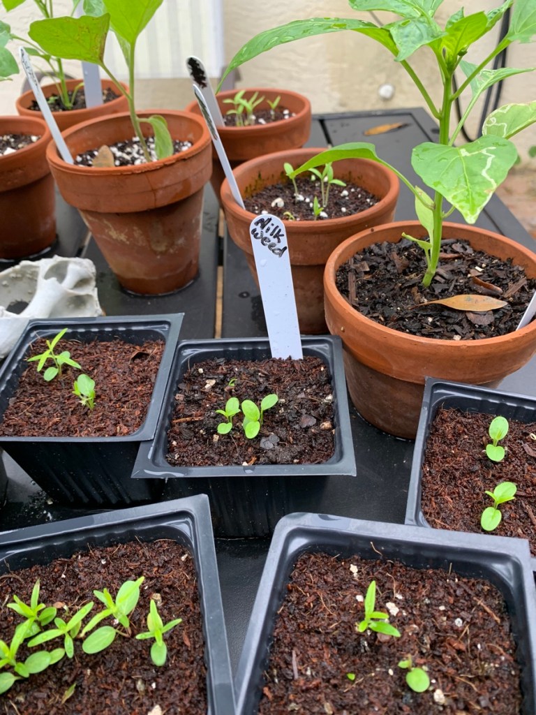 seedlings in pots