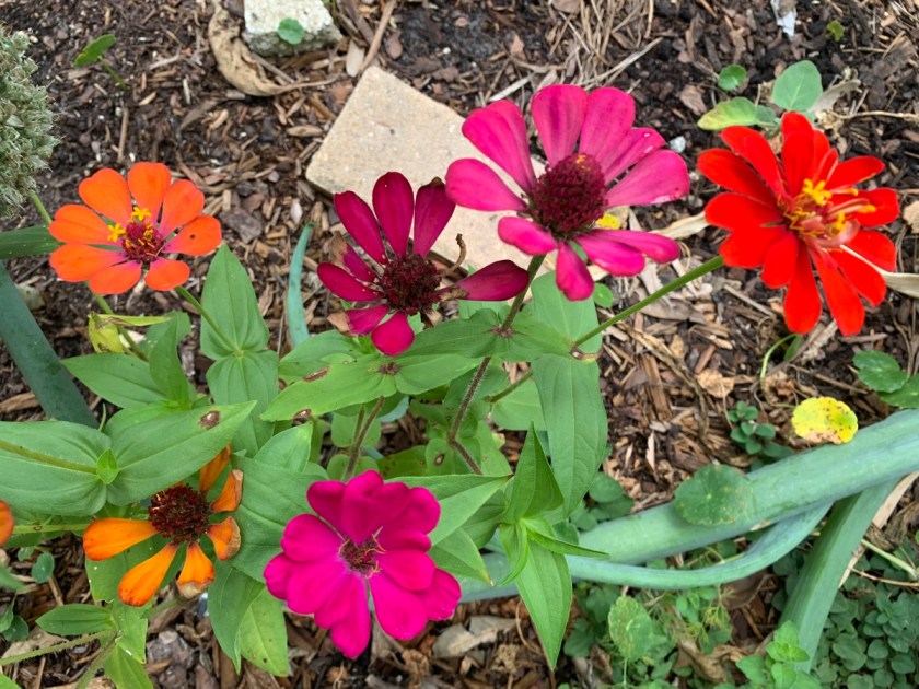 colorful zinnias