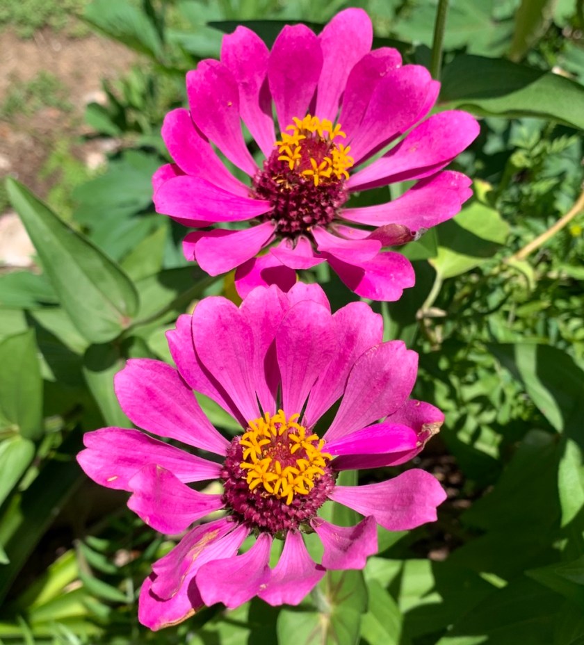 pink zinnias