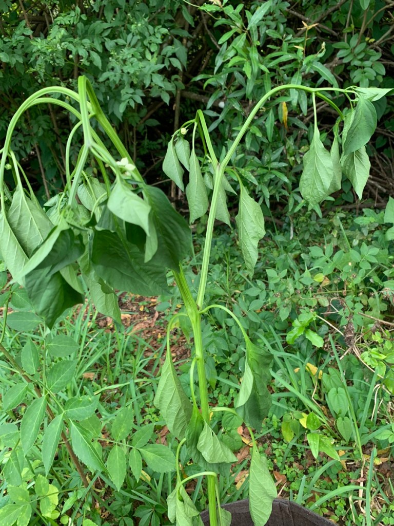 Poblano pepper plant wilted