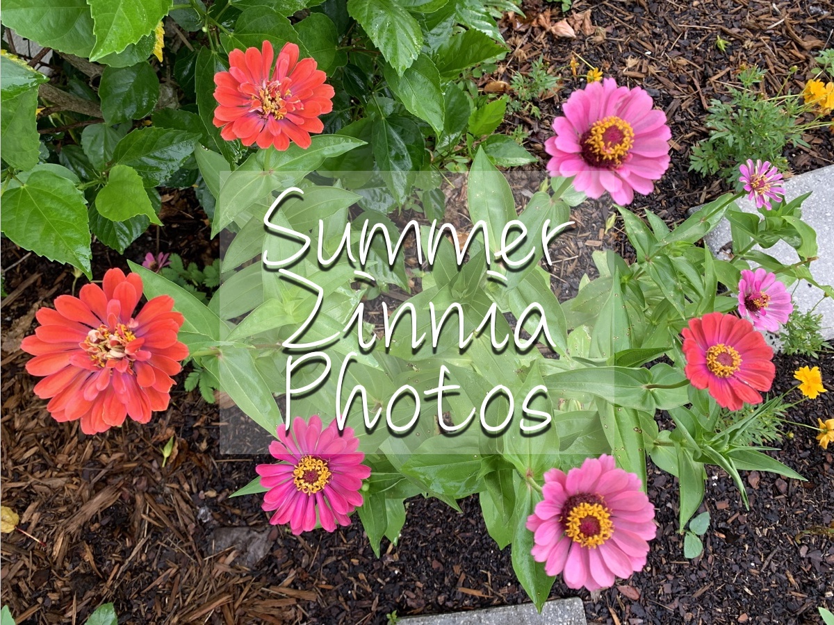 Photos of My Summer&nbsp;Zinnias