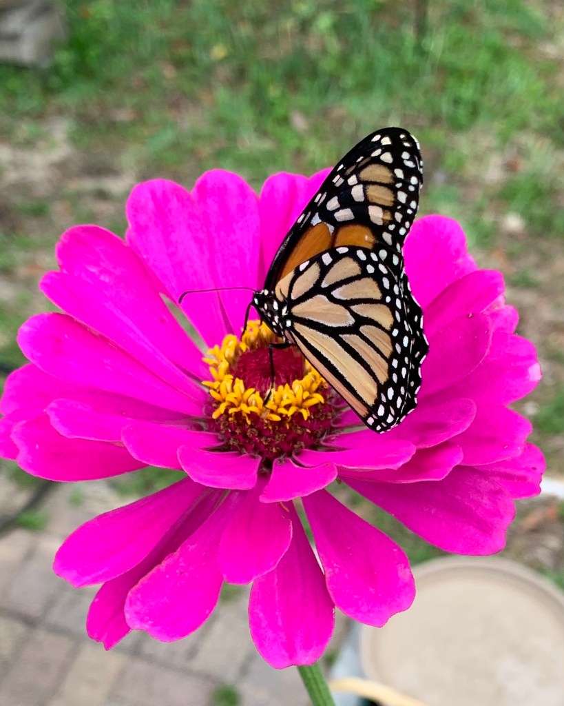 butterfly on zinnia
