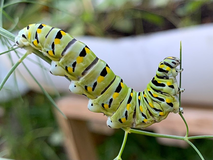 black swallowtail caterpillars