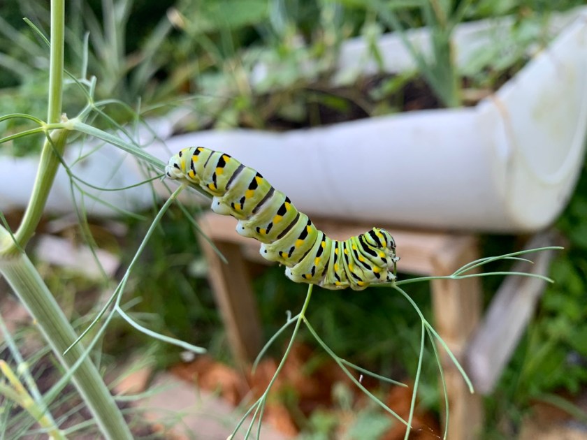 black swallowtail caterpillars