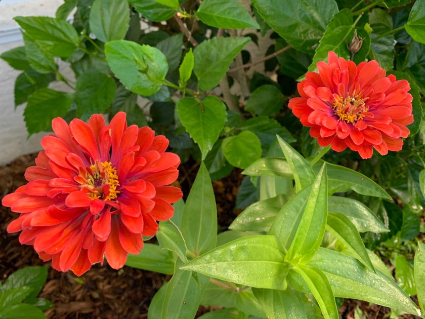 orange zinnias with lots of petals