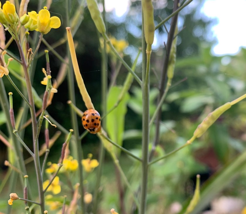 newly hatched spotted ladybug