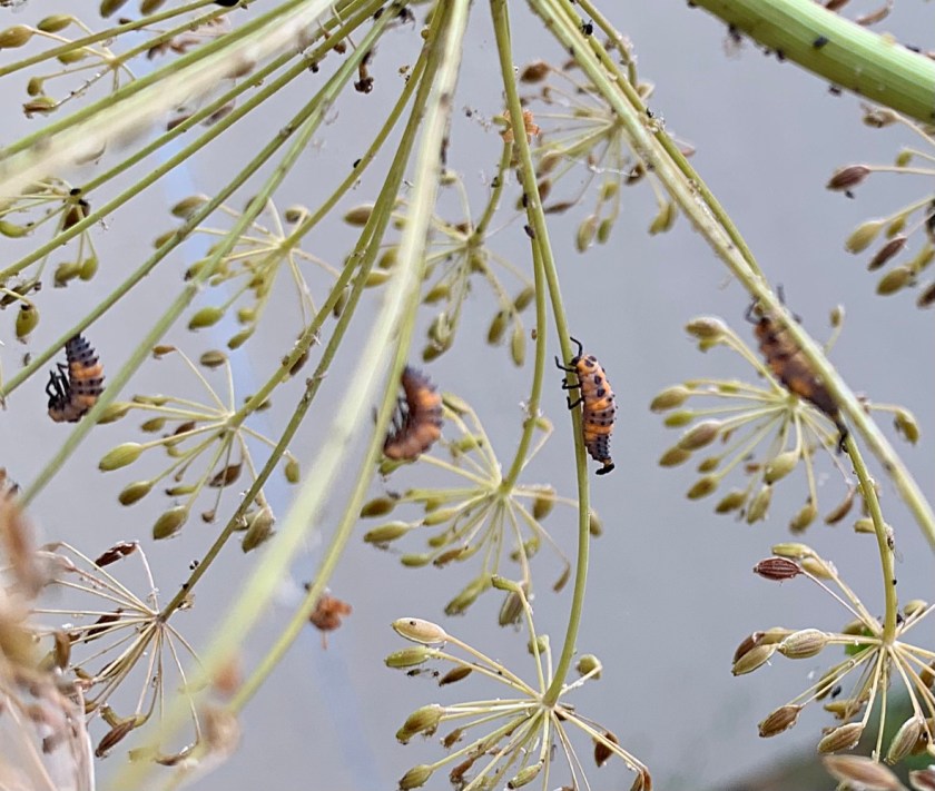 four ladybug larvae attaching
