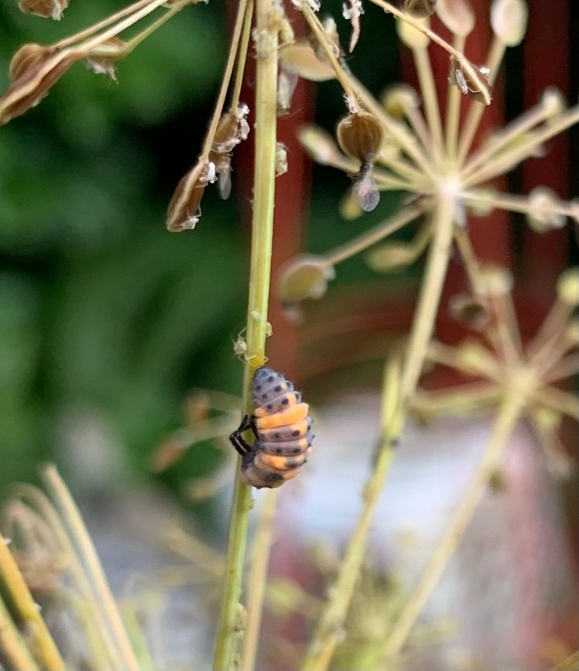 curled ladybug larvae