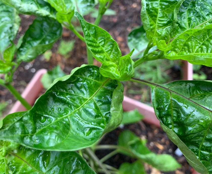 Suave Nu Mex pepper plant