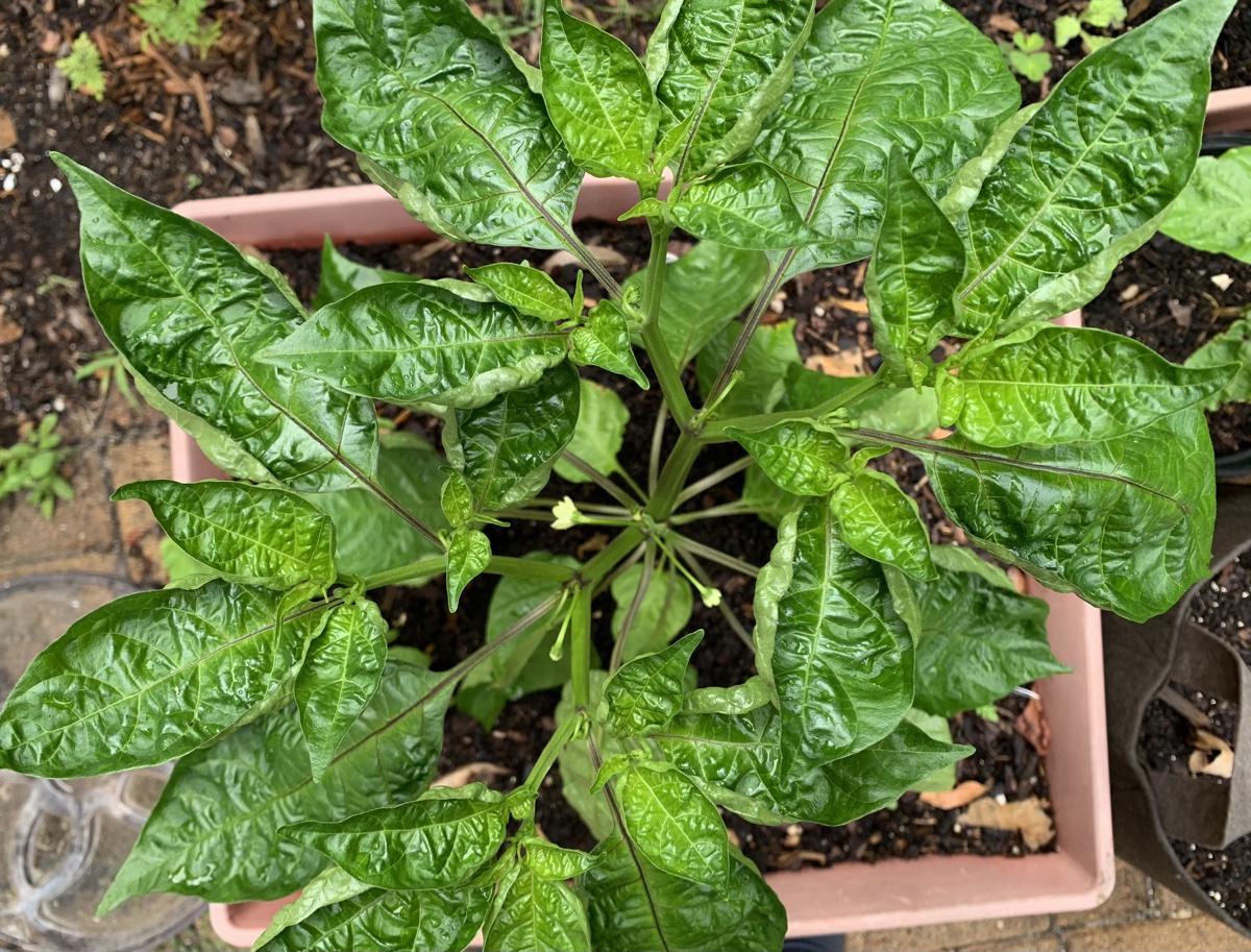Suave Nu Mex pepper plant
