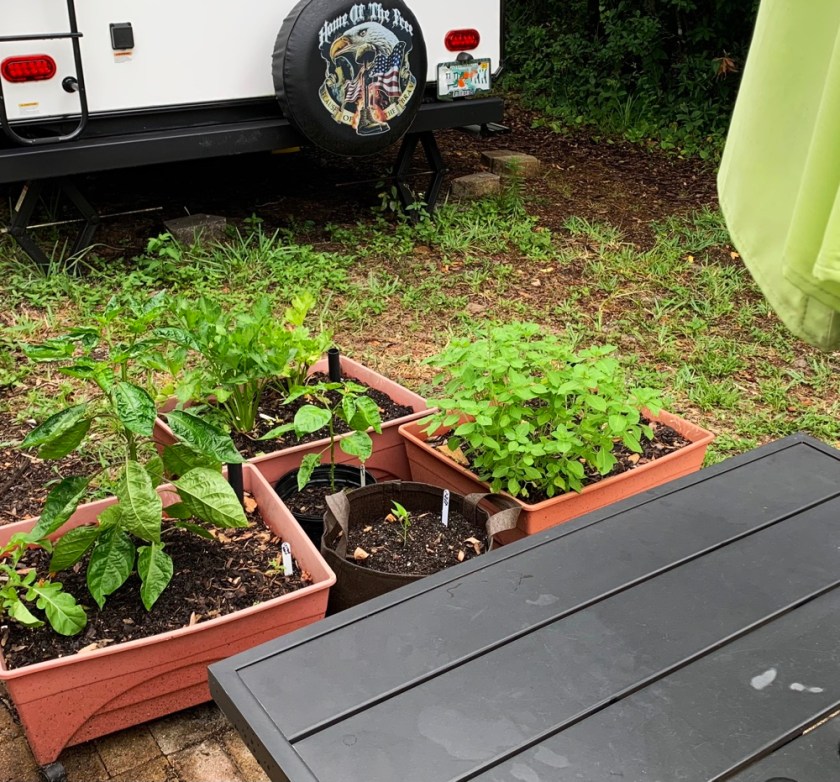 Suave Nu Mex pepper plant