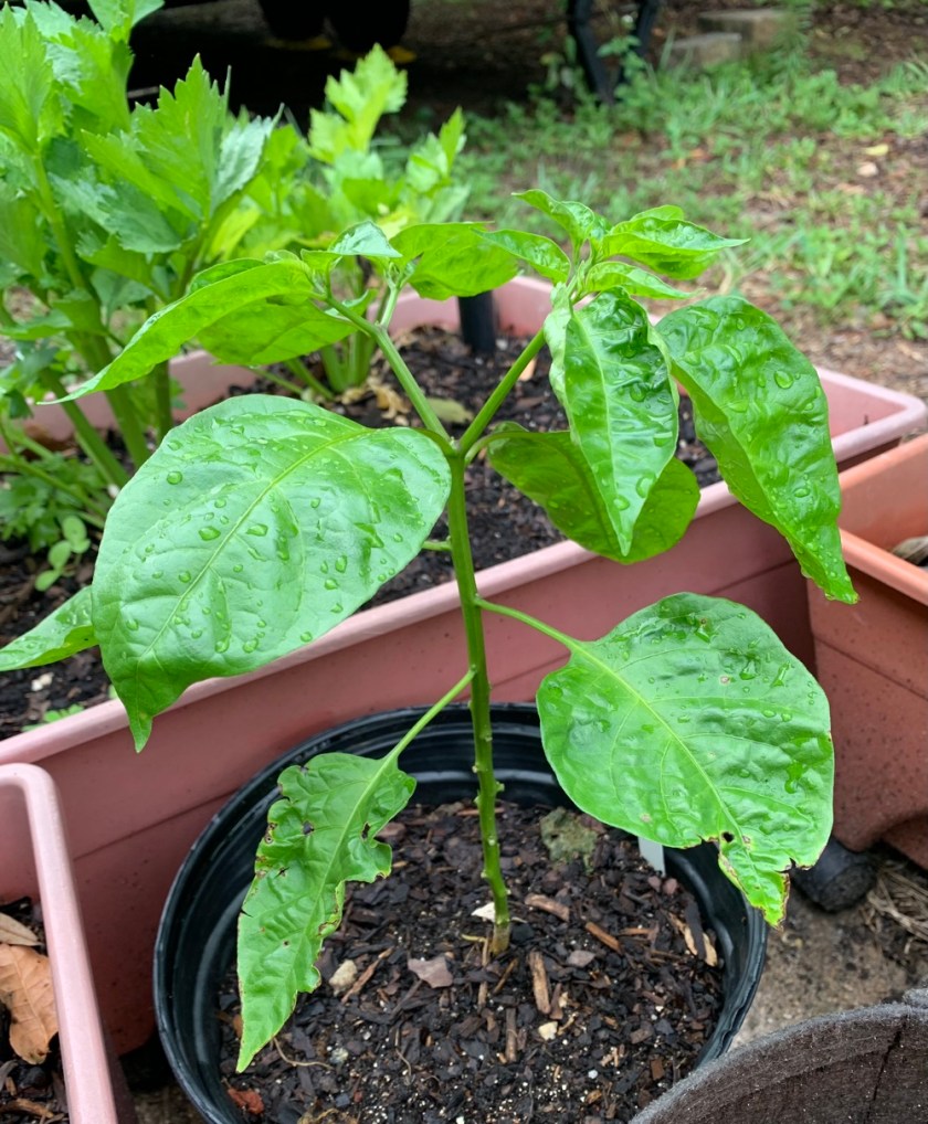 Suave Nu Mex pepper plant