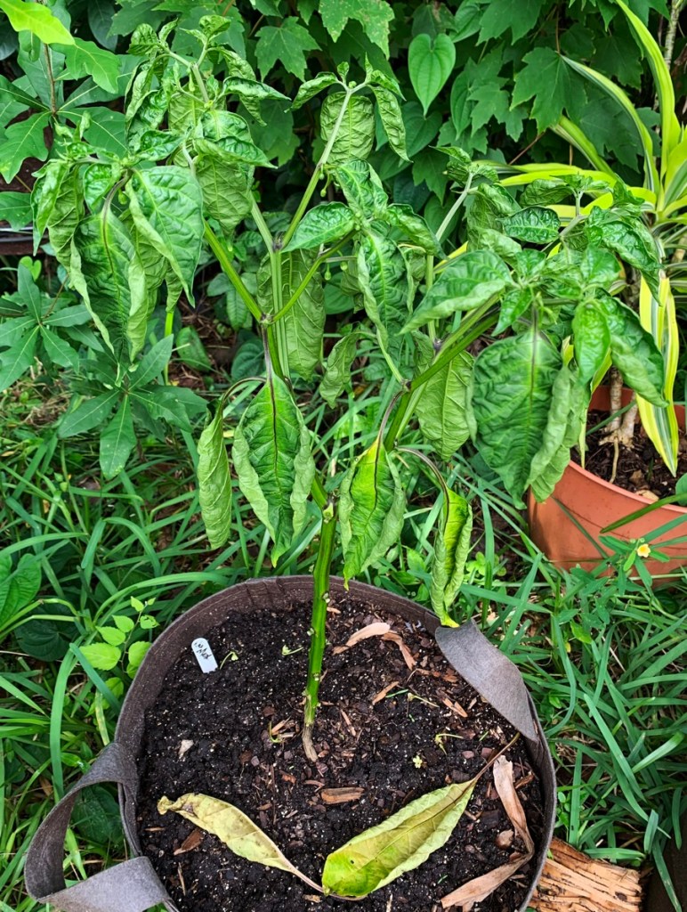 NuMex pepper in a fabric bag
