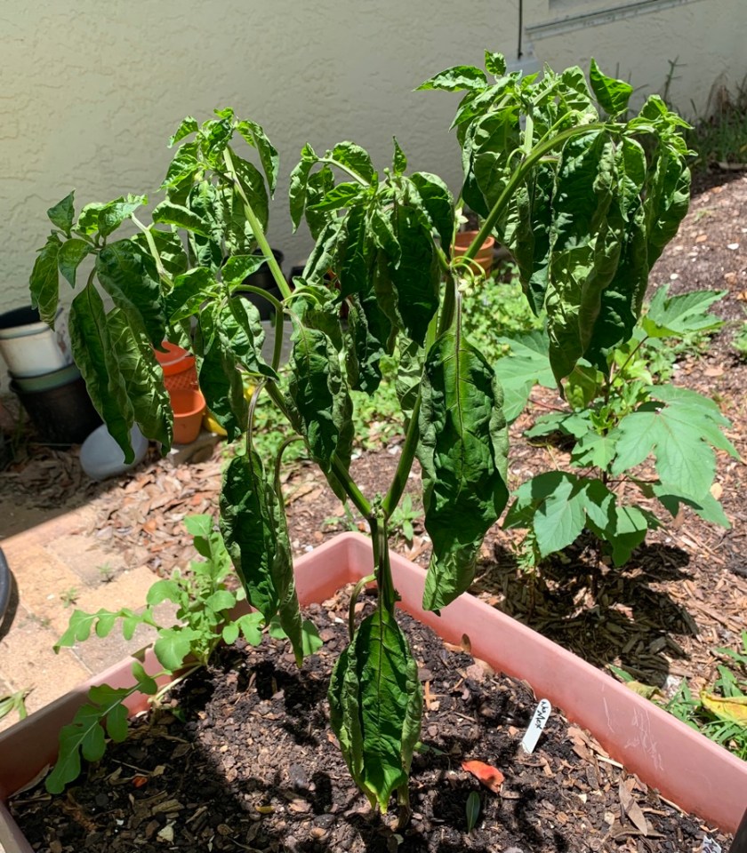 NuMex pepper plant wilting
